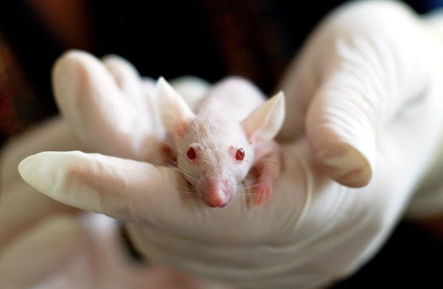 Break Out of the Maze White lab mouse in gloved hands symbolizing the urge to escape the 9 5 rat race.