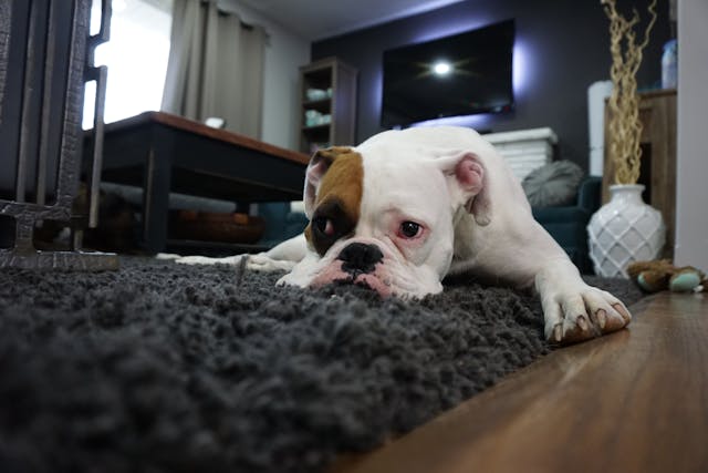 Heavy Mood at Home sad bulldog lying on a rug in a living room, head down and eyes droopy